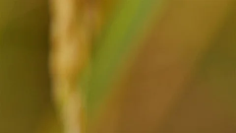 Rice farm Stock Footage 81910252