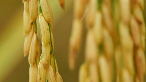 Rice farm Stock Footage 81910465
