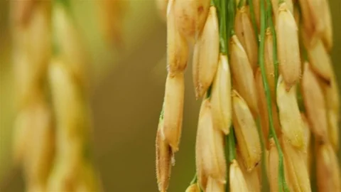 Rice farm Stock Footage 81911720