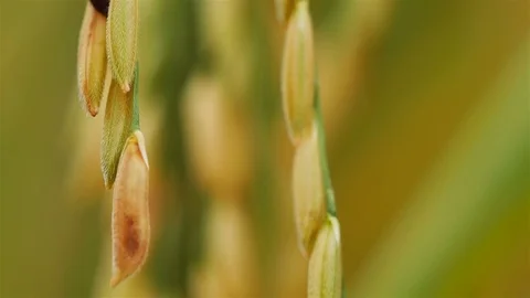 Rice farm Stock Footage 81942009