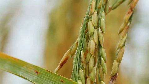 Rice farm Stock Footage 81942207