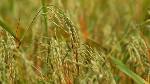 Rice farm Stock Footage 81942297