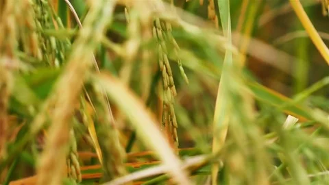 Rice farm Stock Footage 82001394