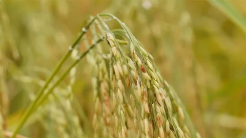 Rice farm Stock Footage 82001451