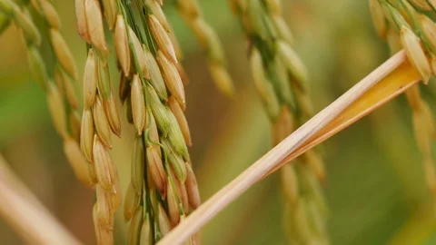 Rice farm Stock Footage 82001507