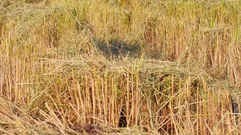 Rice farm Stock Footage 82001571