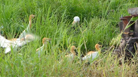Rice farm Stock Footage 91340425
