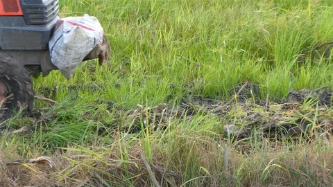 Rice farm Stock Footage 91340439