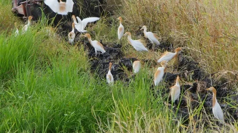 Rice farm Stock Footage 91340455