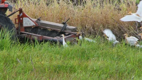 Rice farm Stock Footage 91340473