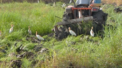 Rice farm Stock Footage 91344715