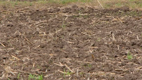 Rice farm. Stock-Footage 91388600