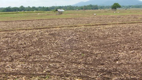 Rice farm. Stock Footage 91388813