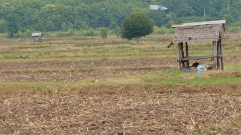Rice farm. Stock Footage 91389006