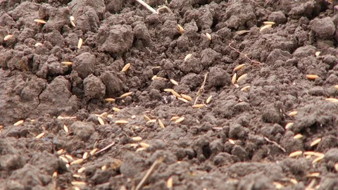 Rice farm. Stock Footage 91389650
