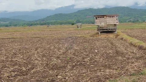 Rice farm. Stock Footage 91389953