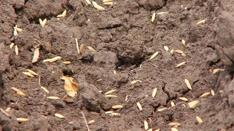 Rice farm. Video stock 91414423