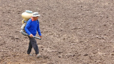 Rice farm Stock Footage 91414925