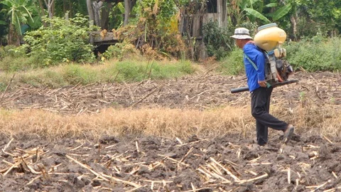 Rice farm Stock Footage 91420918