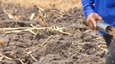 Rice farm Stock Footage 91421018