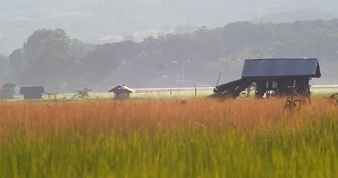 Rice farm Video stock 117167620
