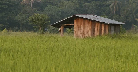 Rice farm Video stock 117167668