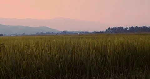 Rice farm Stock Footage 117167799
