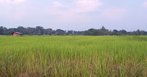 Rice farm Video stock 117168130