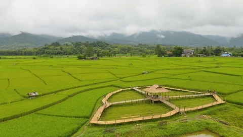 Rice farm in Nan is shown pattern of nature from line on rice farm, Timelapse Stock Footage 76385389
