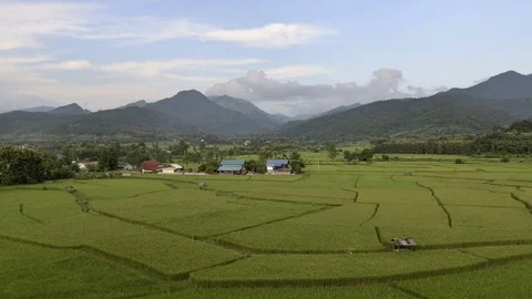 Rice farm in Nan is shown pattern of nature from line on rice farm, Time lapse Stock Footage 76387424