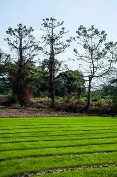 Rice farm Stock Photos