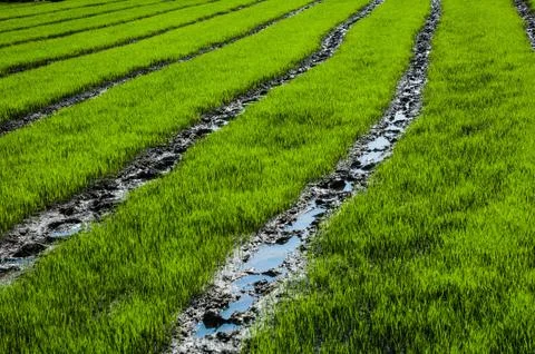 Rice farm Stock Photos