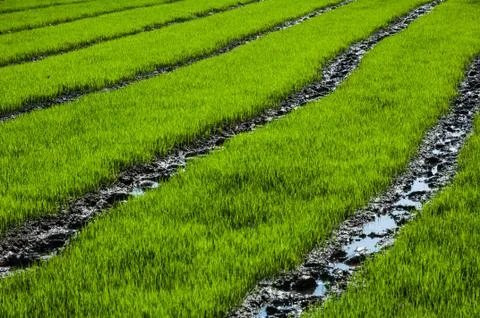 Rice farm Stock Photos