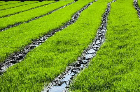 Rice farm Stock Photos