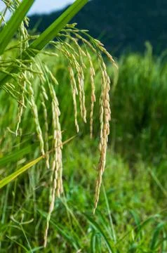 Rice farm Stock Photos