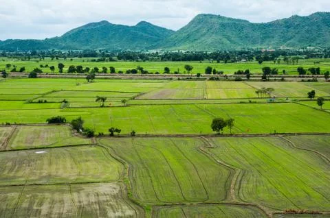 Rice farm Stock Photos