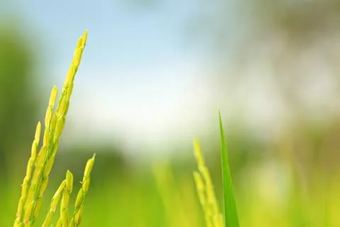 Rice farm Foto stock