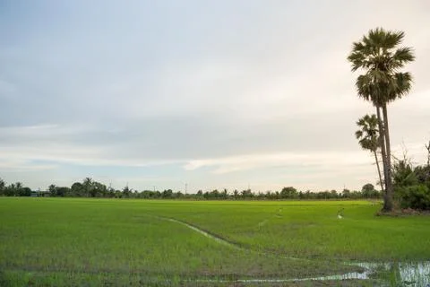 Rice farm Stock Photos