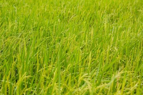 Rice Farm Stock Photos