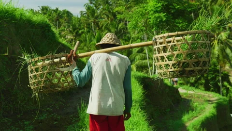 Rice farmer carrying two baskets and a sickle Stock Footage 218347144