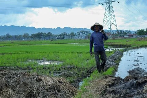 Rice farmer in conical hat Foto stock