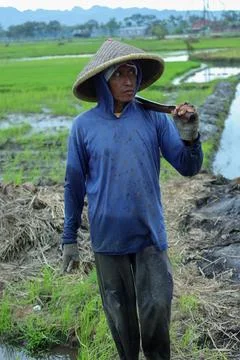 Rice farmer in conical hat Foto stock