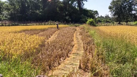 Rice Farmer in Laos Working in Field Stock Footage 240883000
