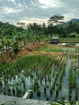 Rice Farmer 库存照片