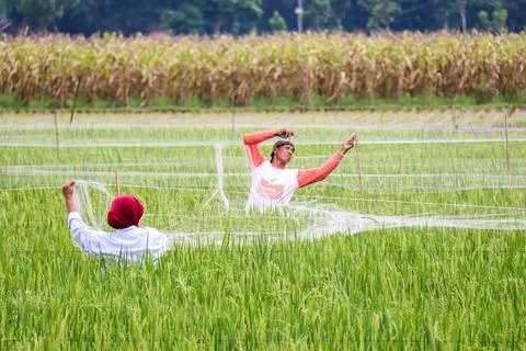Rice farmer Stock Photos