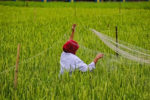 Rice farmer Stock Photos