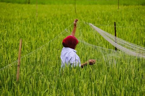 Rice farmer Stock Photos