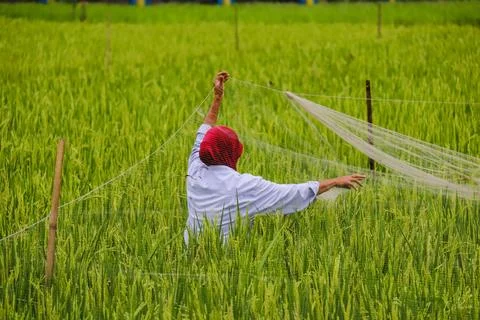 Rice farmer Stock Photos