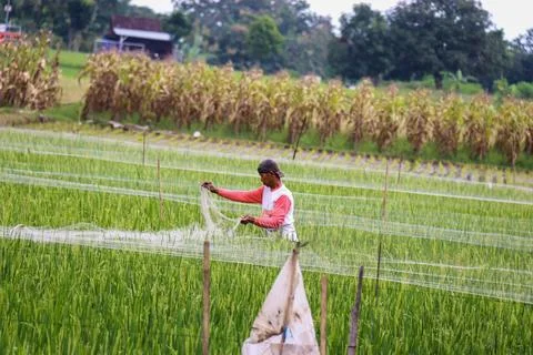 Rice farmer Stock Photos