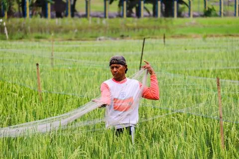 Rice farmer Stock Photos